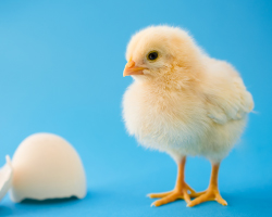 A newly hatched chicken stands by a broken egg shell.