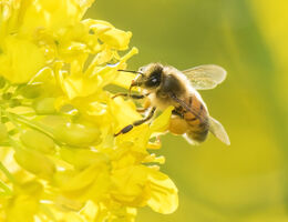 A bee on a yellow flower.